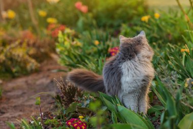 Bahar ya da yaz fotoğrafı. Genç kedi bahçedeki baharın tadını çıkarıyor..