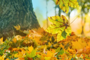 Colorful backround of fallen autumn acer leaves. Falling autumn maple leaves lie on the ground.
