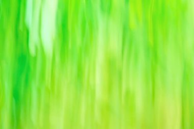 Bulanık mango rengi bokeh arkaplan. Yeşil sis bokeh arkaplanı.