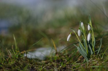 Karda çiçek açan kar damlaları. Galanthus çiçekleri ile bahar arkaplanı.