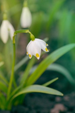 Baharın erken saatlerinde bahçede, güneşli bir ilkbaharda beyaz kar damlaları yetişir..