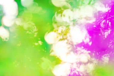 Bulanık bokeh çiçeği arka planı. Renkli bokeh bulanık yumuşak odak çiçek arkaplanı