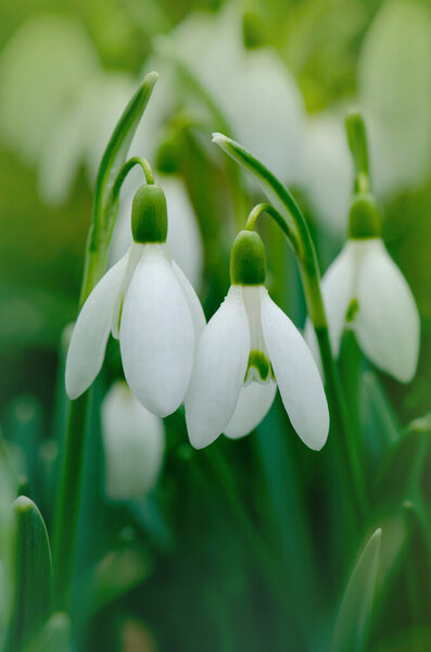 Снегопады символизируют приход весны. Снегопады первые весенние цветы в весеннем лесу.