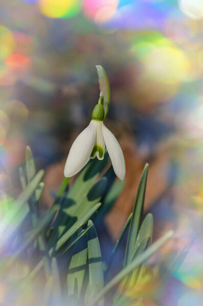 Закрыть поле подснежников, цветущих весной. Белоснежные цветы, цветущие в снежном покрове.