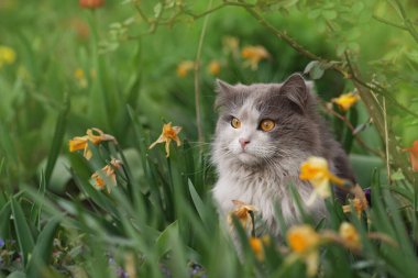 Cat in the garden with flowers on background. Kitten sitting near a flowerbed. 