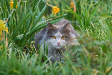 Bahçeye kedi yavrusu sokulmasına izin veriliyor. Hayvanların özgürce dolaşmalarının olumlu ve olumsuz sonuçları var..