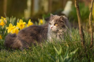 Kedileri bahçede güvenli bir şekilde gezdir. Şirin kedi. Dışarıdaki dünyayı keşfet..