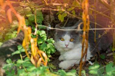 Sonbahar çiçekleriyle tarlada oturan kedi yavrusu. Arka planda sonbahar çiçekleri olan bahçede kedi yavrusu