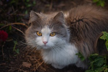 Cats going outside. Pet freedom and enjoying nature concept.