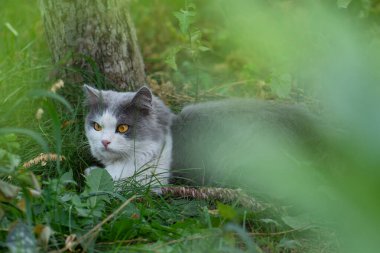 Lovely gray kitten portrait outdoors in the green grass at sunset. Cat resting on backyard.