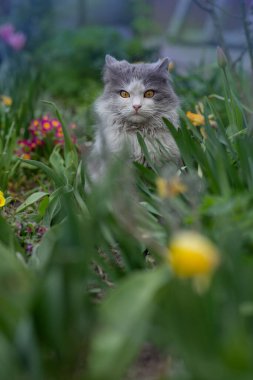 Cat in a field of flowers. Beautiful cat in the garden