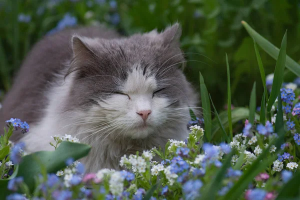 Mükemmel dinlenme ve rahatlama konsepti. Tembel kedi bahçenin arka planında dinleniyor..