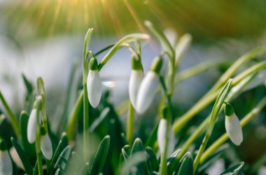 İlkbahar arka planında kartopu çiçekleri. Baharın ilk çiçek sembolü.