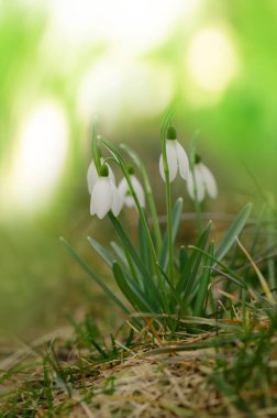Bahar kardamlaları çiçek açan bahar çayırlarında Galanthus Nivalis. Karda gün doğumu gün batımı ışığı..
