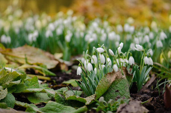 Первые цветы подснежники белые цветы цветут в снежном покрове. Первые весенние подснежники Galanthus nivalis.