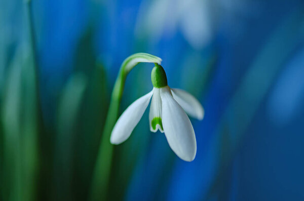 Дикие весенние подснежники цветут. Весенний фон с подснежниками Galanthus цветы.