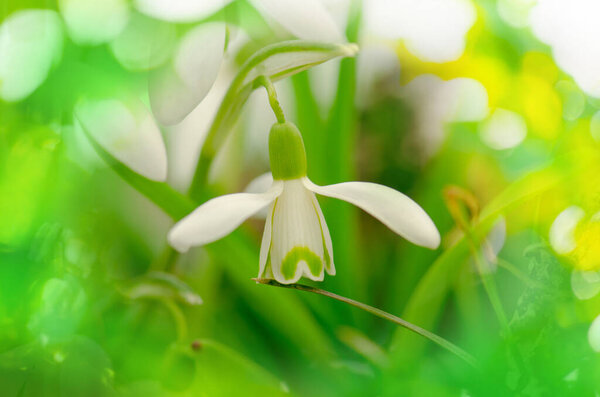 Снегопад цветы на снегу весной природный фон. Первые цветы символизируют весну.