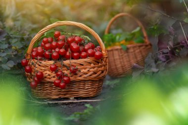 Organik çevre dostu bir çiftlikte sepetten taze koparılmış kırmızı kiraz domatesleri. Organik bir sepetteki renkli kiraz domatesleri