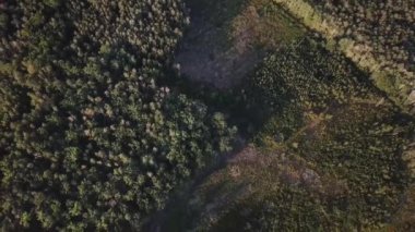 aşağı kesme belirtileri ile ormanın havadan görünümü