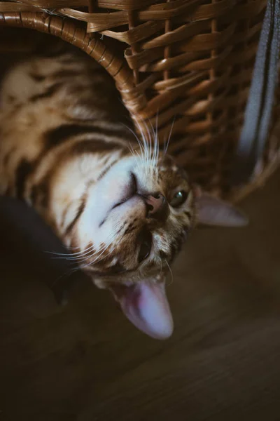 evde ahşap sepet içinde yatan sevimli kedi