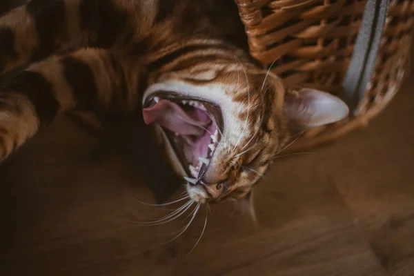 Evde Ahşap Sepet Içinde Yatan Sevimli Kedi — Stok fotoğraf
