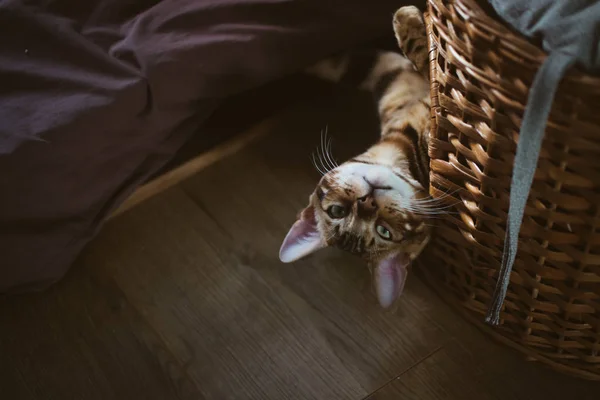 evde ahşap sepet içinde yatan sevimli kedi