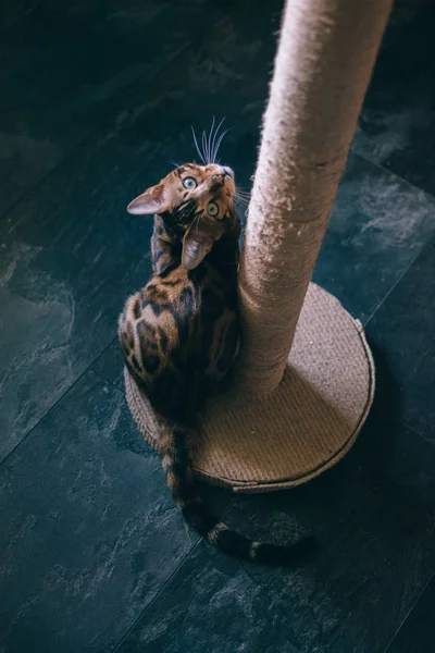 cute cat sitting near scratching post at home