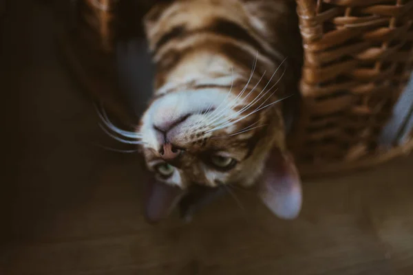 Evde Ahşap Sepet Içinde Yatan Sevimli Kedi — Stok fotoğraf