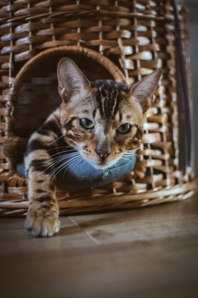 evde ahşap sepet içinde yatan sevimli kedi