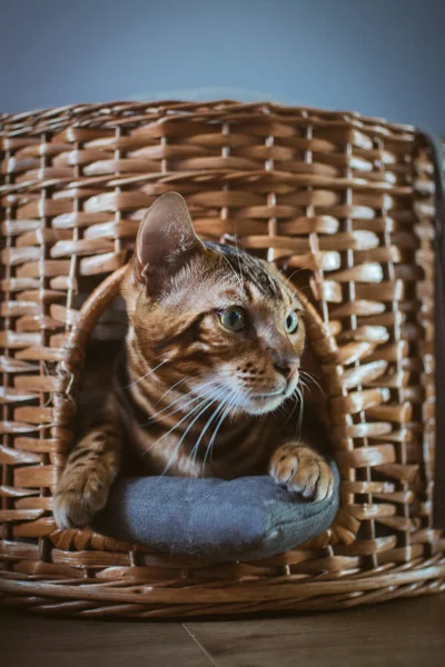 evde ahşap sepet içinde yatan sevimli kedi