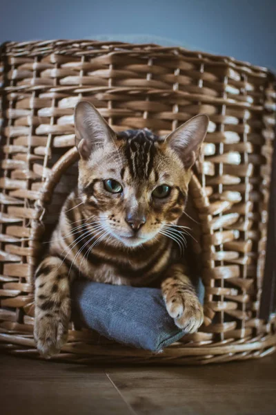 evde ahşap sepet içinde yatan sevimli kedi