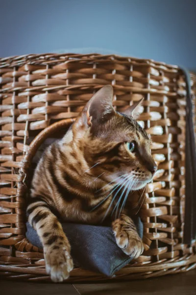 evde ahşap sepet içinde yatan sevimli kedi