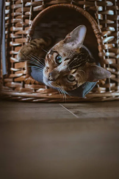 evde ahşap sepet içinde yatan sevimli kedi