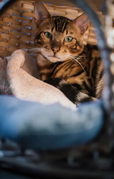 evde ahşap sepet içinde yatan sevimli kedi