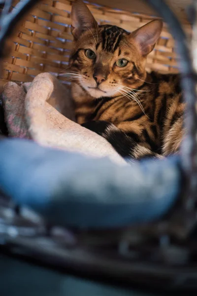 evde ahşap sepet içinde yatan sevimli kedi