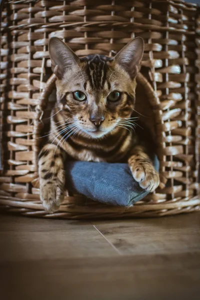 Evde Ahşap Sepet Içinde Yatan Sevimli Kedi — Stok fotoğraf