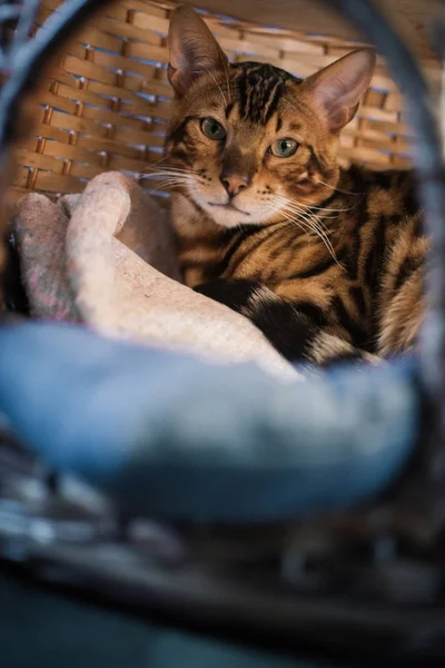 evde ahşap sepet içinde yatan sevimli kedi