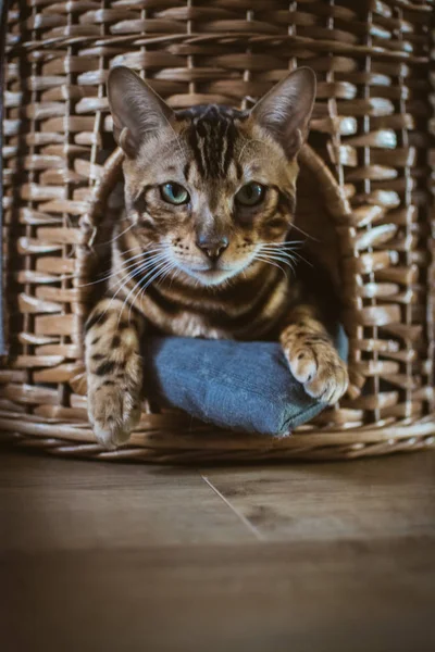 evde ahşap sepet içinde yatan sevimli kedi