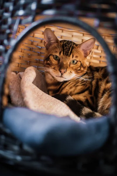 evde ahşap sepet içinde yatan sevimli kedi