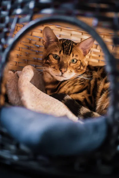 evde ahşap sepet içinde yatan sevimli kedi