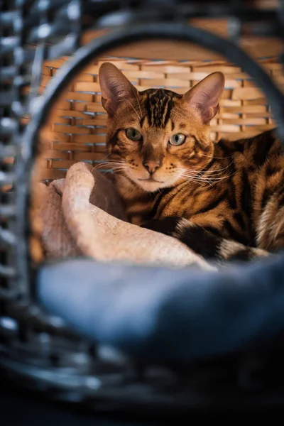 evde ahşap sepet içinde yatan sevimli kedi