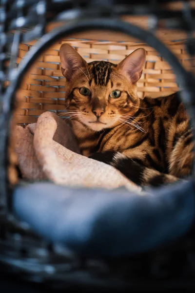 evde ahşap sepet içinde yatan sevimli kedi