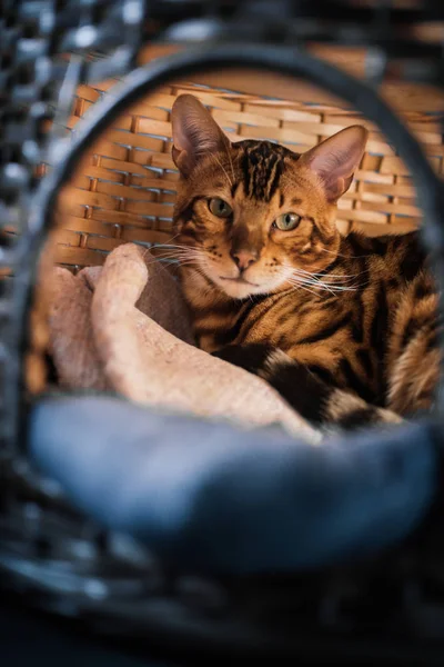 evde ahşap sepet içinde yatan sevimli kedi