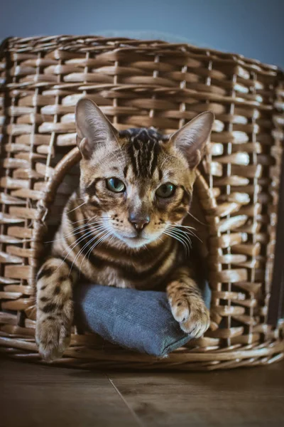 evde ahşap sepet içinde yatan sevimli kedi