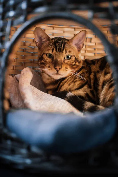 evde ahşap sepet içinde yatan sevimli kedi