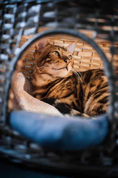 evde ahşap sepet içinde yatan sevimli kedi