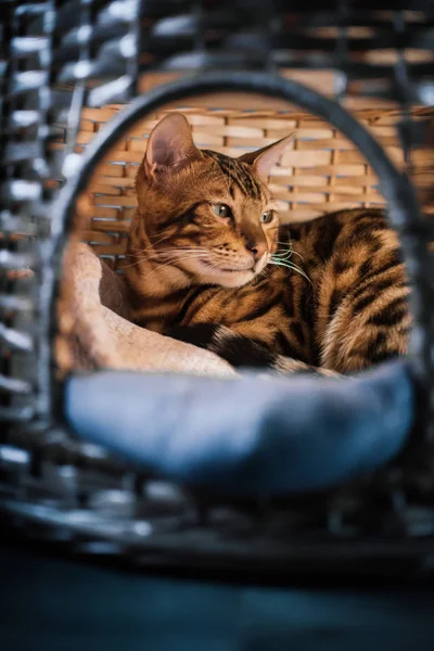 evde ahşap sepet içinde yatan sevimli kedi