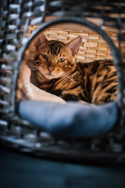 evde ahşap sepet içinde yatan sevimli kedi