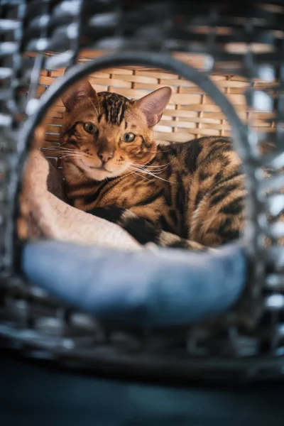 evde ahşap sepet içinde yatan sevimli kedi