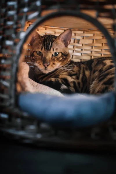 evde ahşap sepet içinde yatan sevimli kedi